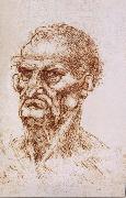 Study of an old man, LEONARDO da Vinci